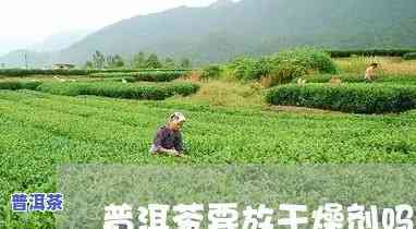 普洱茶需要放干燥剂吗，普洱茶存储需不需要放干燥剂？