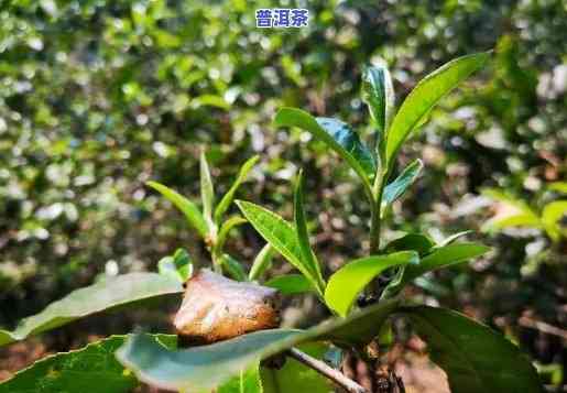 普洱纯料是什么意思啊，揭秘普洱茶中的“纯料”含义，你熟悉吗？