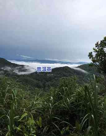 普洱茶需要打农吗？详解其起因及作用。