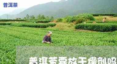 普洱茶需要放干燥剂吗，存放普洱茶需不需要放干燥剂？