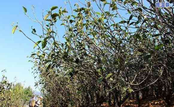 普洱茶种植成本，深度解析：普洱茶种植成本的作用因素与经济效益分析