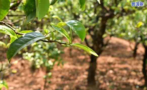 普洱茶种植成本，深度解析：普洱茶种植成本的作用因素与经济效益分析