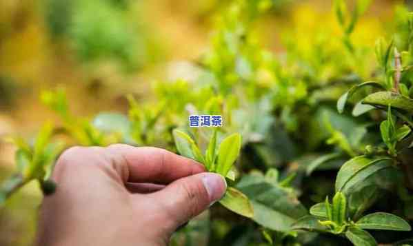 普洱茶种植成本，深度解析：普洱茶种植成本的作用因素与经济效益分析