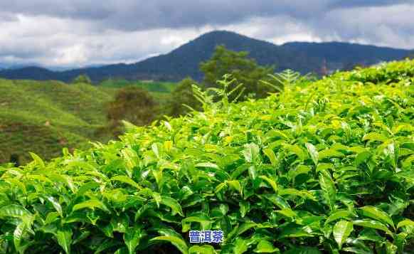 普洱茶种植成本，深度解析：普洱茶种植成本的作用因素与经济效益分析