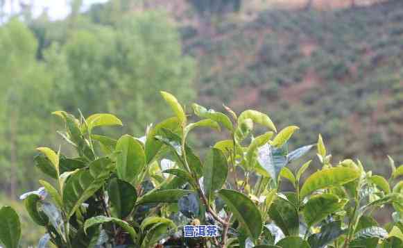 普洱茶种植费用计算方法是什么，探究普洱茶种植成本：费用计算方法全解析