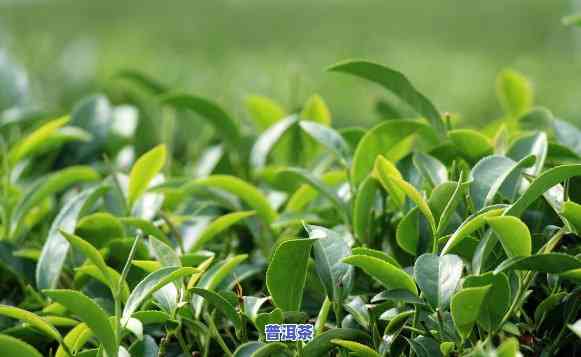 普洱茶种植费用计算方法是什么，探究普洱茶种植成本：费用计算方法全解析