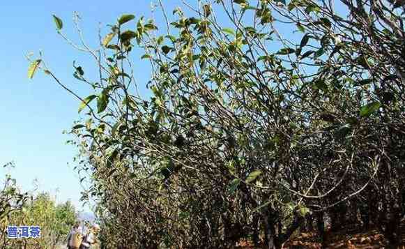 普洱茶种植费用计算方法是什么，探究普洱茶种植成本：费用计算方法全解析