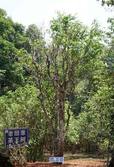 老班章茶王茶皇后的价格与树龄全揭秘