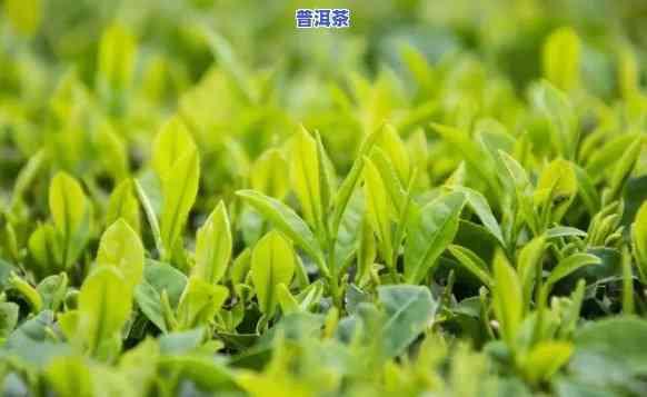 普洱茶种植成本，揭秘普洱茶种植成本：熟悉茶叶背后的价值与挑战