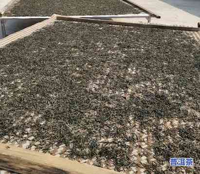 普洱茶发酵工艺流程：从鲜叶到熟茶的全过程解析与图片展示