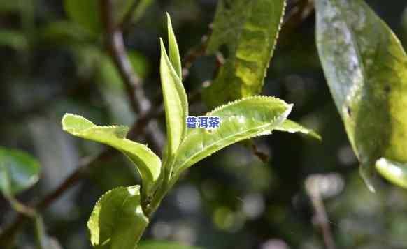 普洱茶更大：探究其特别魅力与市场地位