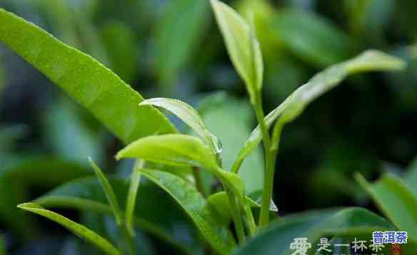 古树普洱茶在哪里卖好呢，怎样在上找到优质的古树普洱茶购买渠道？