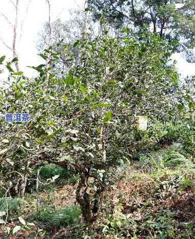 古树普洱茶在哪里卖好些-古树普洱茶在哪里卖好些呢