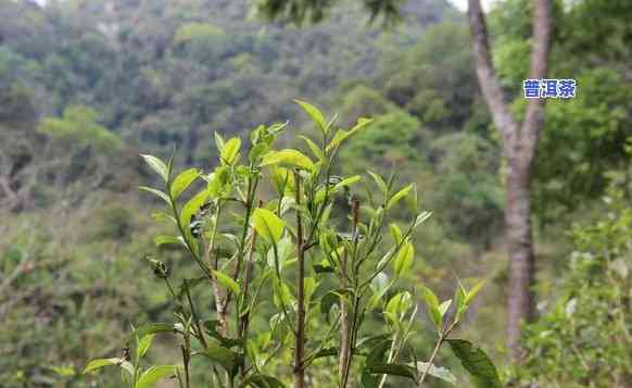 广西产普洱茶吗，广西是不是盛产普洱茶？探讨其产地与品质