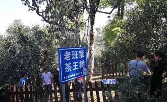 老班章茶王之家62号：老班章茶王树价格揭晓，价值高达68万！