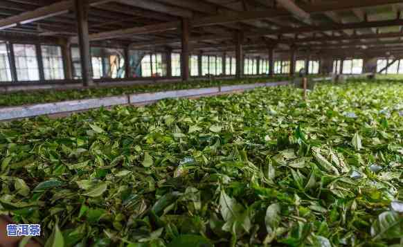 普洱茶厂怎么经营的茶好-普洱茶厂怎么经营的茶好喝