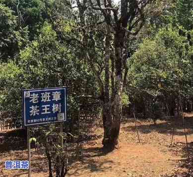 老班章地名来历，探秘古茶树瑰宝：老班章地名的由来与背后故事