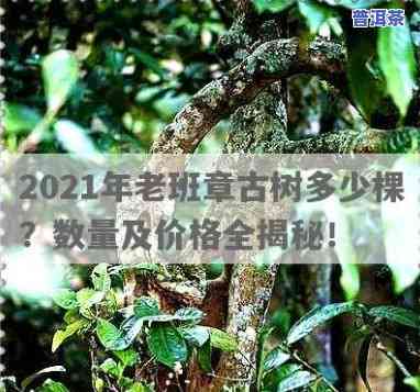 老班章古树茶价格2021，2021年老班章古树茶价格一览