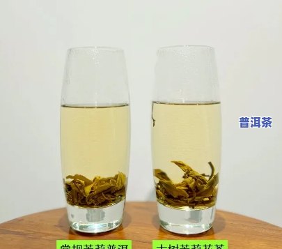 深入熟悉：茉莉茶与普洱茶的区别