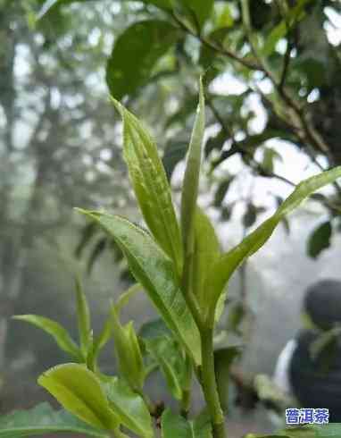 普洱古树茶叶片特点-普洱古树茶叶片特点是什么