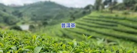 最新！普洱祖祥有机茶价格全解析，茶园探访