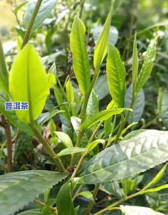 勐海鹏程茶厂老班章：生态、青饼一应俱全