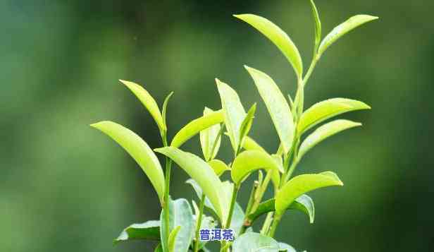 怎么加工普洱茶叶茶好喝-怎么加工普洱茶叶茶好喝一点