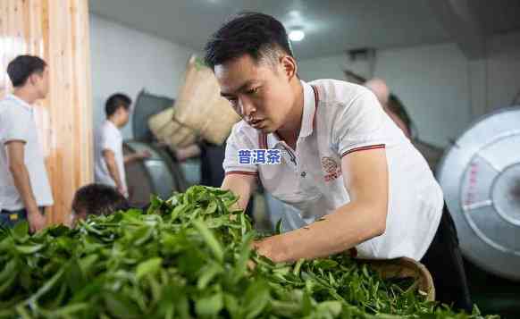 老班章三爬茶业：郑展鹏领导下的专业茶叶公司