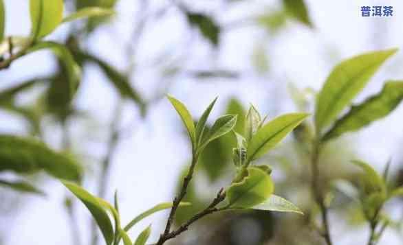 生态野生古树茶老班章，探寻古老韵味：生态野生古树茶老班章的魅力探究