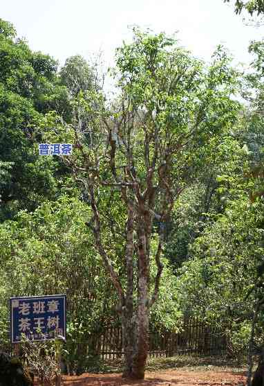 老班章的茶王树，探访老班章：揭秘茶王树的魅力与传奇