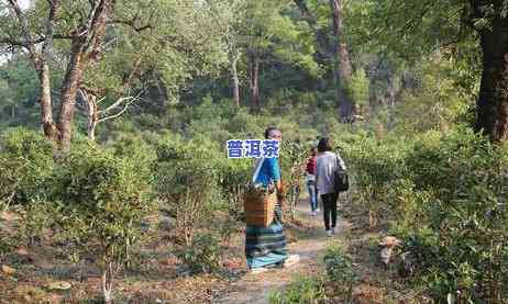 新普洱茶刮油吗？怎样泡才能更好喝？