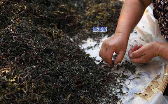 普洱毛茶制作工艺，深入探究：普洱毛茶的制作工艺与品鉴技巧