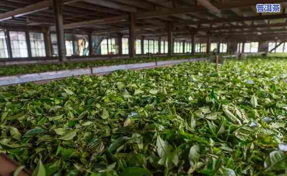 福州普洱茶叶场在哪里，福州哪里有普洱茶叶场？