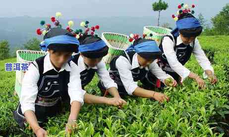 普洱茶哪年有的，探秘历史：普洱茶的起源与发展年份