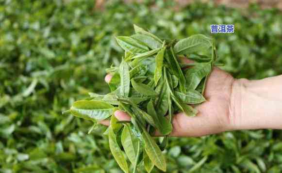 普洱生产茶叶的条件-普洱生产茶叶的条件是什么