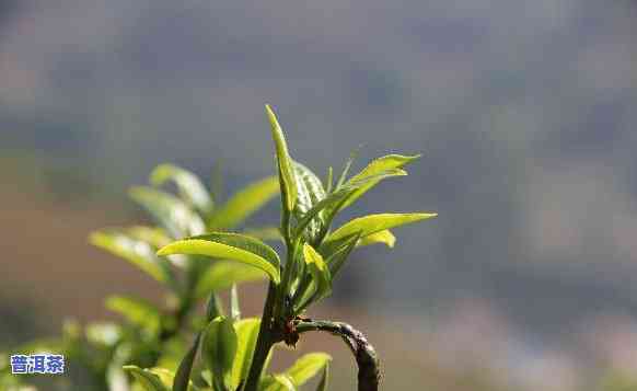 普洱茶大中山属于哪个茶区？详解临沧大中山普洱茶产地