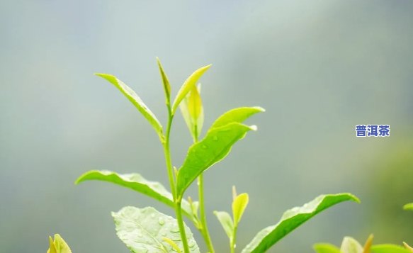 普洱更好的茶叶什么-普洱更好的茶叶什么时候采摘