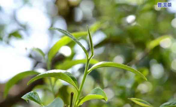 普洱很香是不是加了香精，揭穿谣言：普洱茶的香气并非来自香精添加！