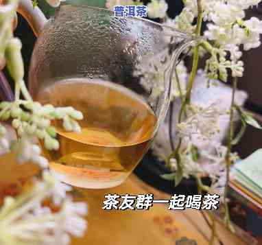 普洱茶友群：爱好者交流平台