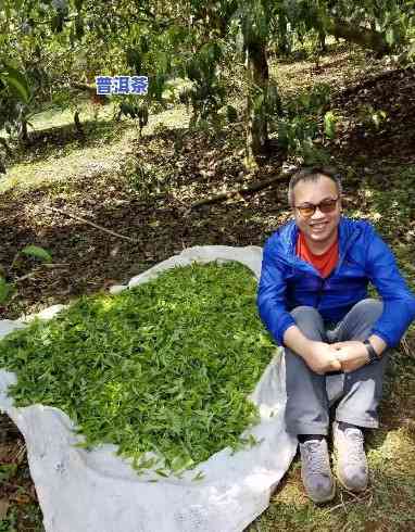 老班章哪个茶厂正宗，寻找最正宗的老班章：解析各大茶厂的产地和品质