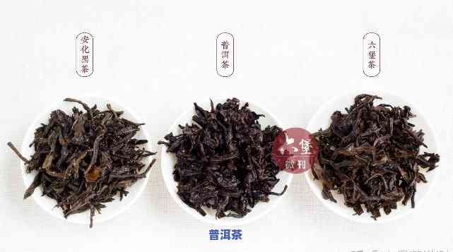 全面解析：普洱与安化黑茶的区别