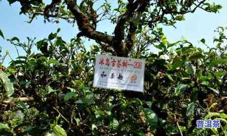 冰岛普洱茶值多少钱，探究冰岛普洱茶的价值：市场价格与品质分析