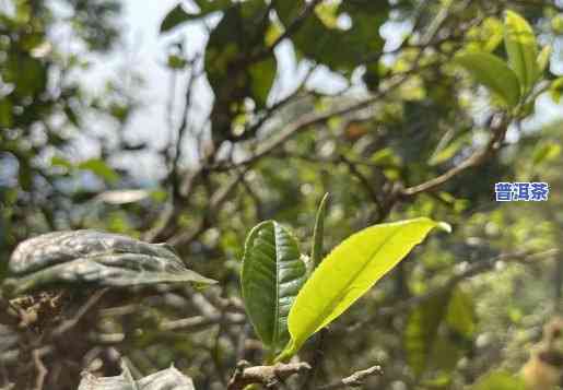 老班章最老古茶树：茶叶价格及特性介绍