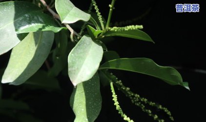 百花树茶特点，探秘百花树茶的特别特点与魅力