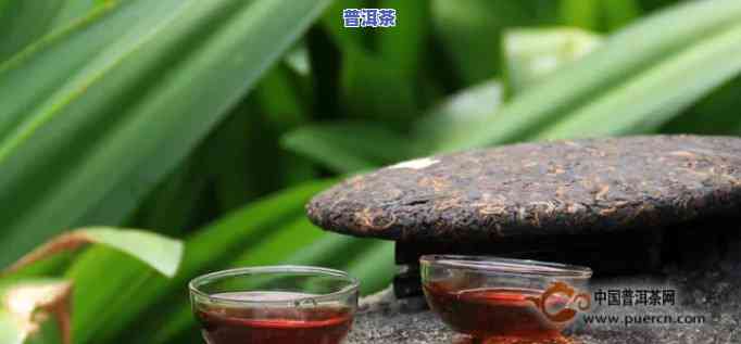 普洱茶名字大全，探索普洱茶的丰富世界：普洱茶名字大全