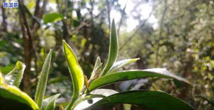 普洱是青茶还是绿茶？探讨其分类与优劣