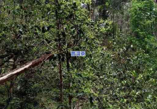 刮风寨古树茶地址与特点，探索云南古树茶之瑰宝：刮风寨的地址与独特特色