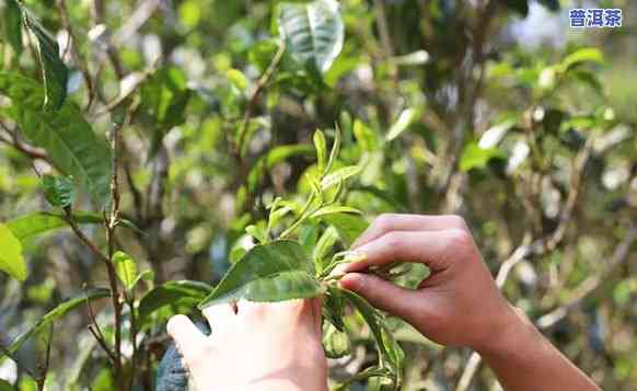 兴海班章老树2011，探索古树茶的魅力：品味兴海班章老树2011的特别风味