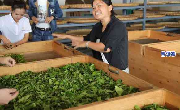 易武普洱茶厂，探索云南茶文化：深入熟悉易武普洱茶厂的历史与制作工艺