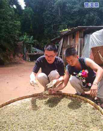 普洱是树叶还是茶叶-普洱是树叶还是茶叶啊